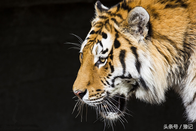 老虎的故乡在河南，“全球老虎日”想起它们：家还在，虎没了