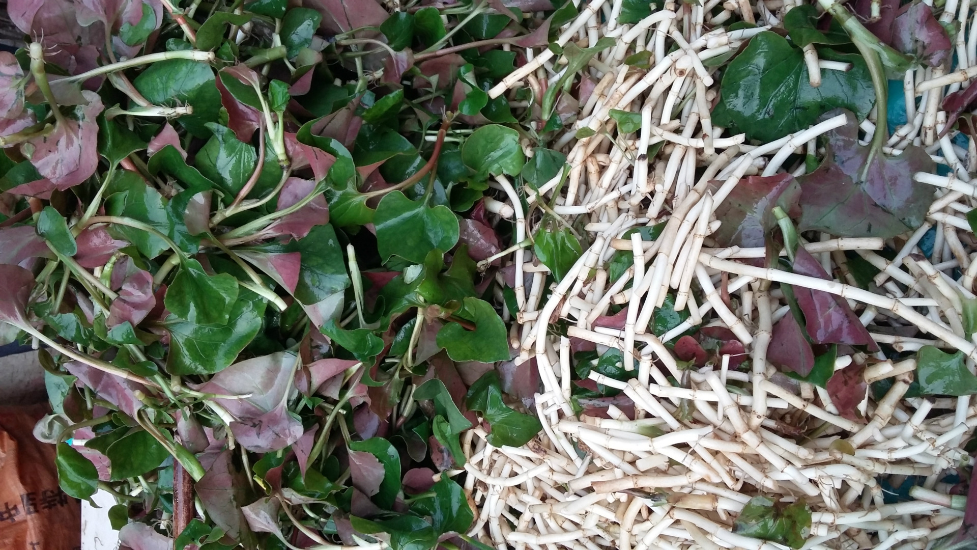 农村常见的中草药功效解说,常见中草药的功效与作用