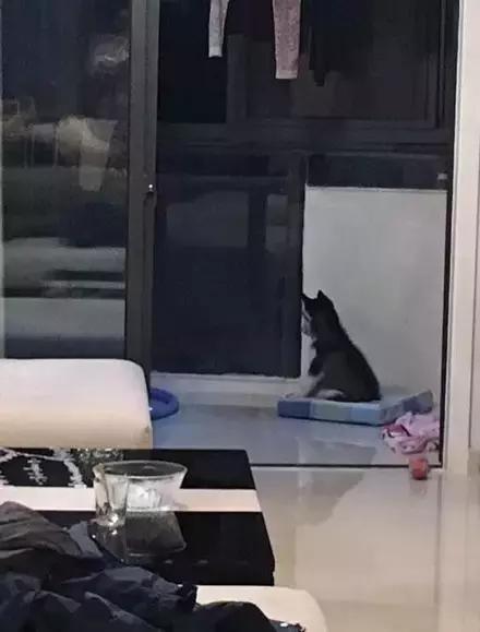 网购时商家送了个小面膜,没想这么小,给猫试了下,结果……