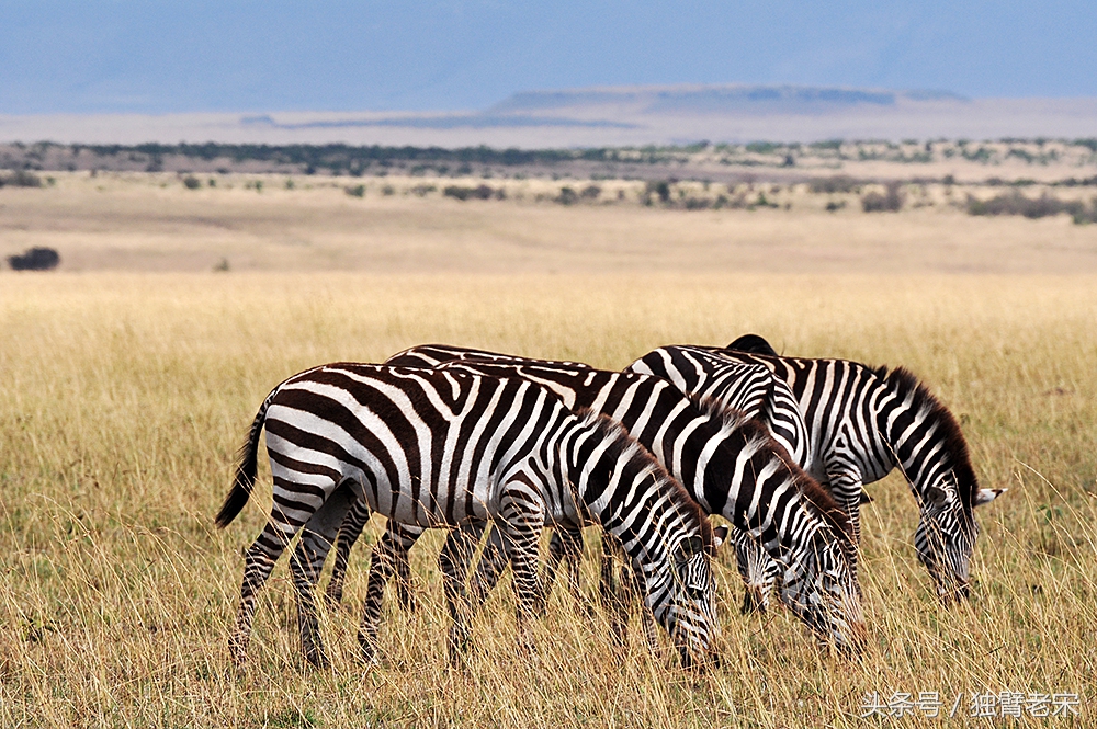 肯尼亚大草原狮子为什么不攻击人,肯尼亚非洲大草原雄狮大战犀牛