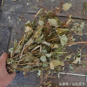 大地给予我们的馈赠,大地馈赠了野菜