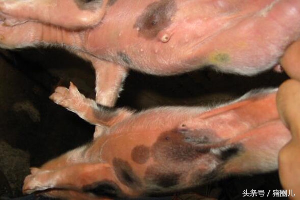 正常接产的操作步骤和注意事项,正常产接产流程