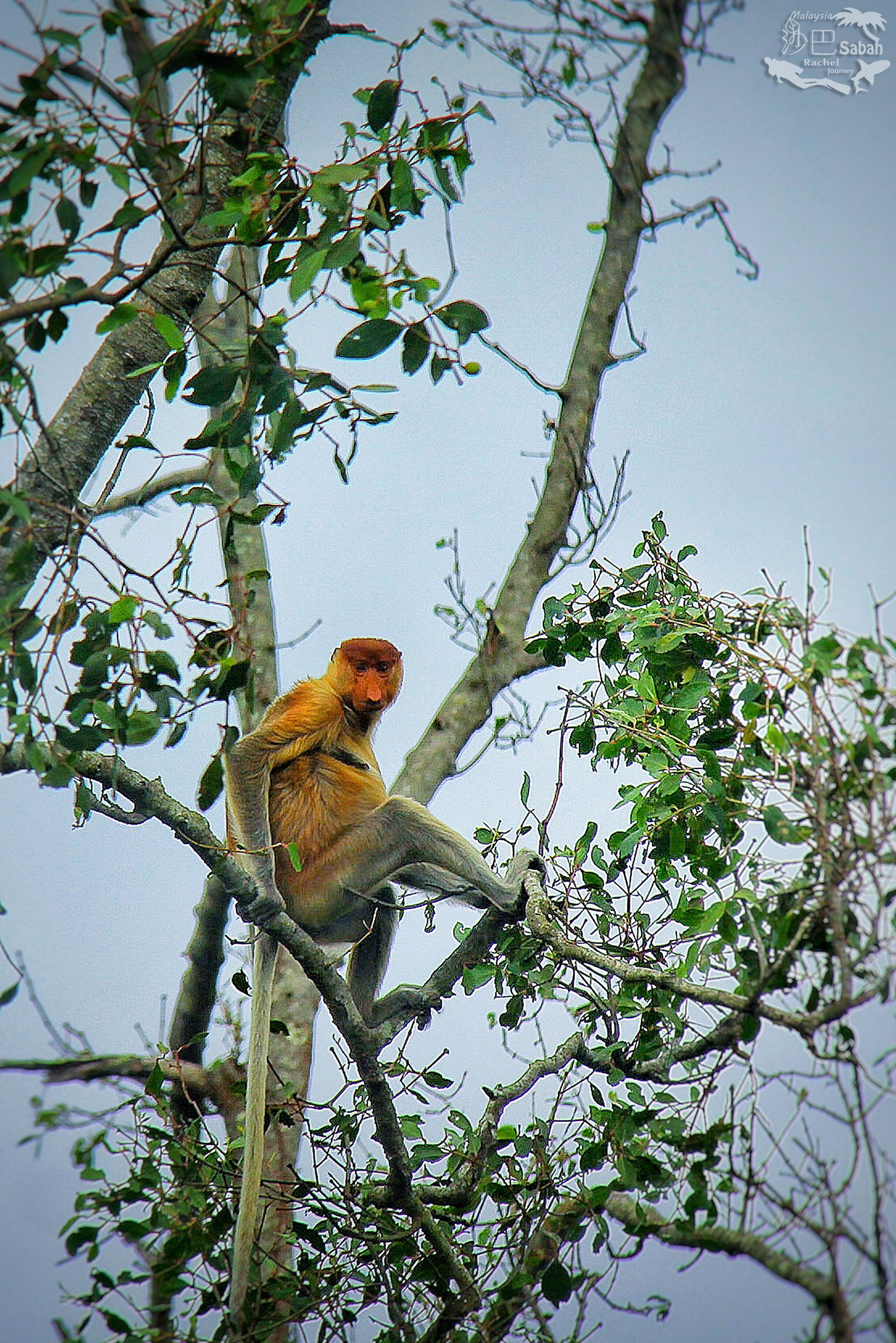 热带雨林是毒还是美威士顿红树林里有怎样的奥秘