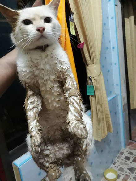 给猫咪敷面膜,猫咪面膜