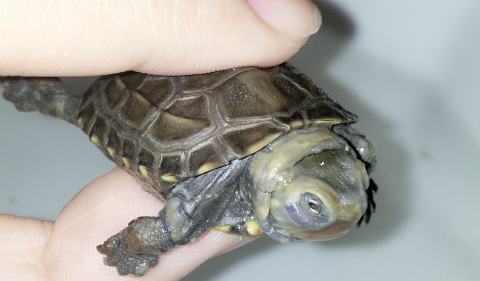 乌龟腐皮会自愈吗,小乌龟腐皮的症状