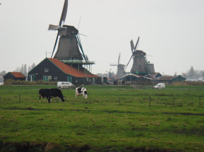 荷兰乳牛中老年奶粉怎么样,为什么那么多人推荐荷兰牛栏奶粉