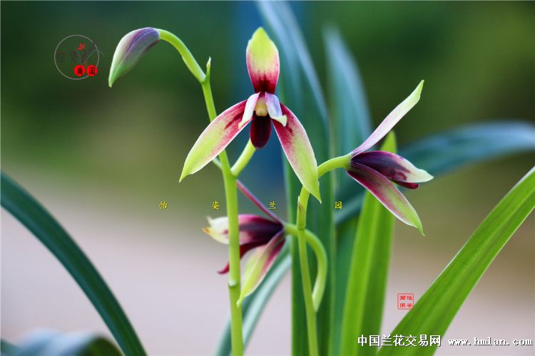 峨眉晨光四季兰品种,四季兰红舌精品欣赏