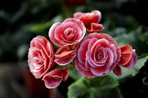 海棠到冬天叶片都掉光了,海棠到夏天就落叶