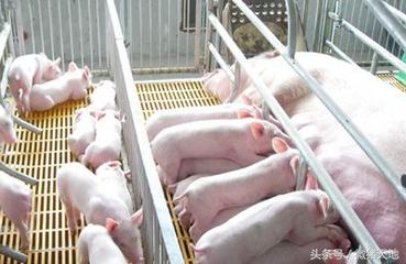 农民学养猪，母猪分娩前110-115天的症状（基础养猪学）