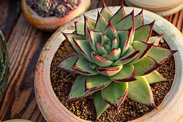 盘点价格贵的离谱商品,盘点贵的离谱的植物