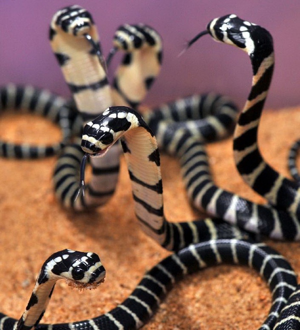 在山里被毒蛇咬了怎么处理,被毒蛇咬了最有效的自救方法