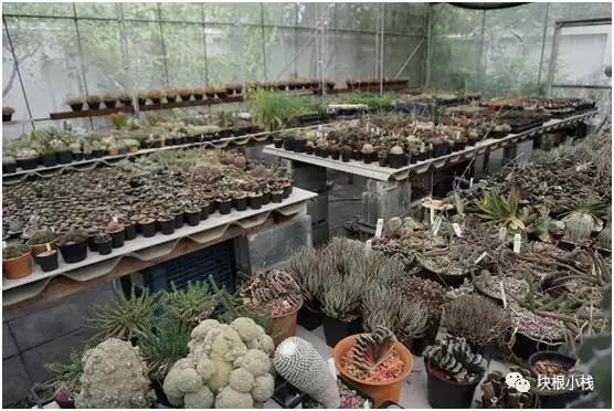 泰国多肉展会,仙人掌与多肉植物新品集粹