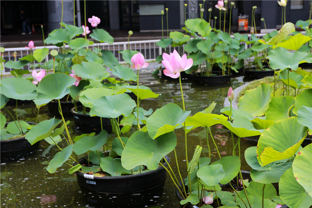 日本成田机场到市区最早几点,成田机场到东新宿