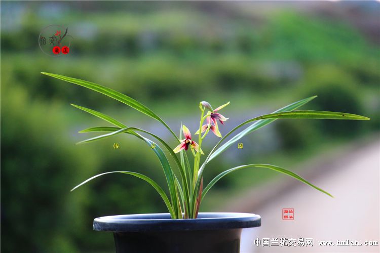 峨眉晨光四季兰品种,四季兰红舌精品欣赏