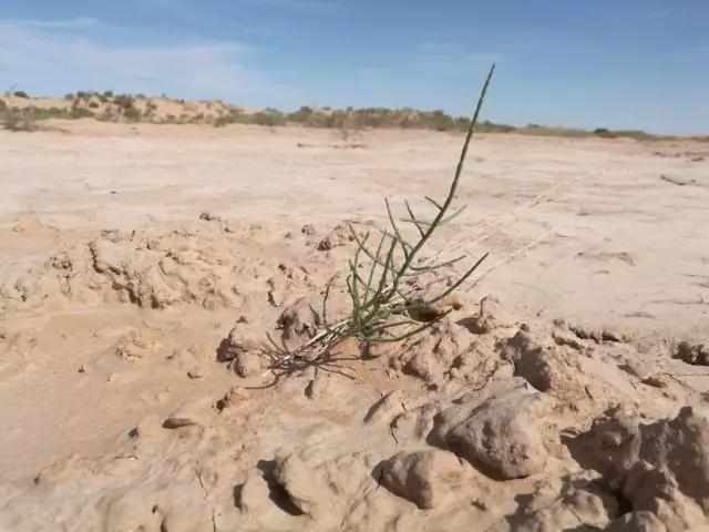 偷能量的树苗,偷能量种树