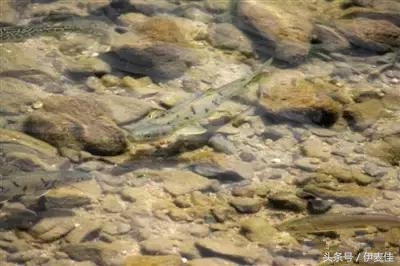 青海湟鱼科普介绍,湟鱼科普小知识