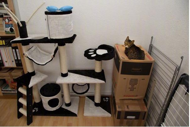 喵星人那些匪夷所思的瞬间,盘点喵星人的无语时刻合集