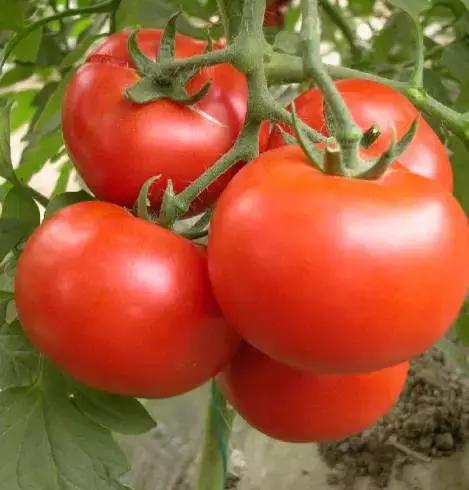 人类驯化食材,人类驯化植物