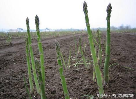 新鲜的芦笋种植技术,芦笋到底为什么被誉为蔬菜之王