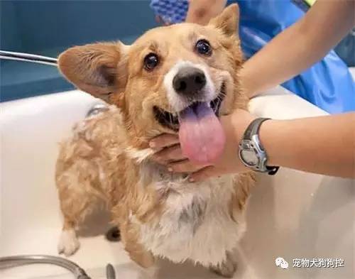 狗狗掉毛是怎么回事进来看看就知道