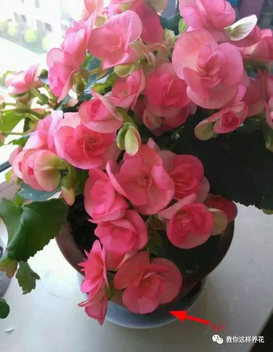 海棠到冬天叶片都掉光了,海棠到夏天就落叶