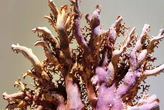 真的红珊瑚是不是很贵,阿卡红珊瑚为什么那么贵