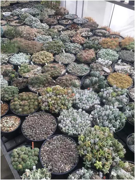 2019上海多肉展仙人球,2023泰国多肉展会直播