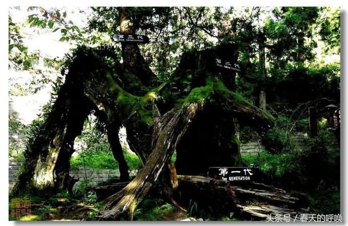 台湾阿里山仙境美如画,台湾省阿里山风景