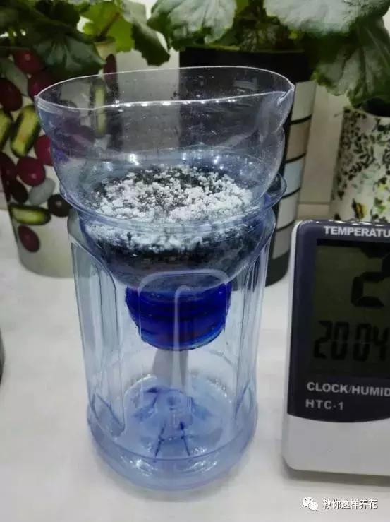 海棠到冬天叶片都掉光了,海棠到夏天就落叶