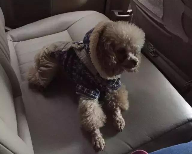 为什么原来喜欢狗现在不喜欢了,为什么那么多人不喜欢狗