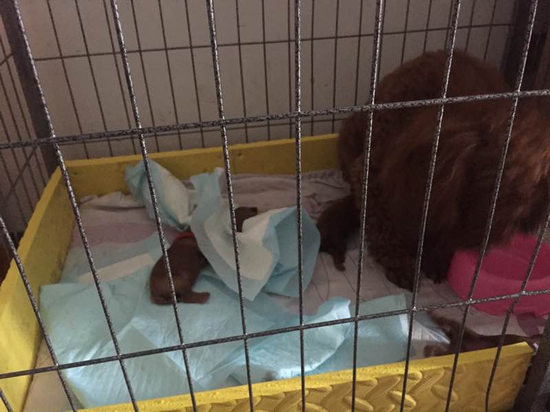 泰迪生完宝宝护犊子咋回事,怀孕的泰迪需要补钙吗