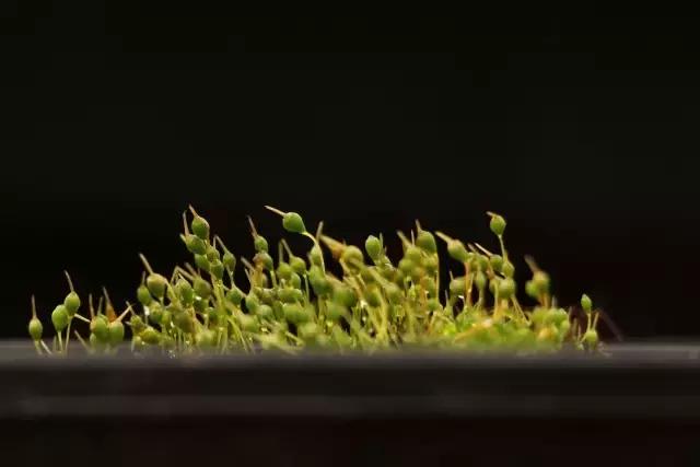 苔藓儿童科普,关于苔藓的小知识