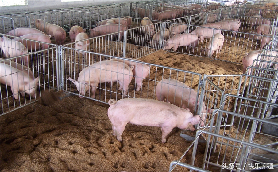 猪场粪污最佳处理方法,猪场环保粪污处理