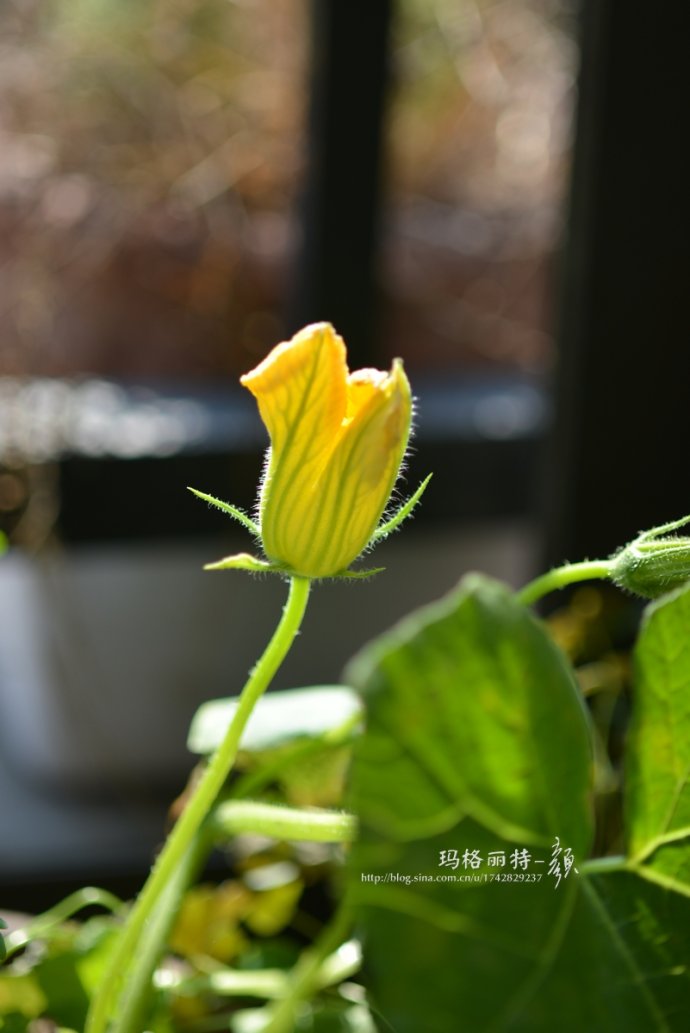植物美图笔记~各种瓜（葫芦科植物）