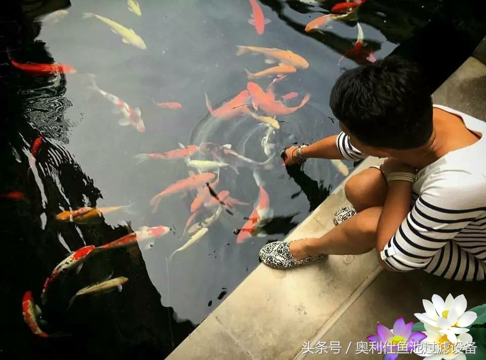 不会撩妹的锦鲤，不是一条好锦鲤！