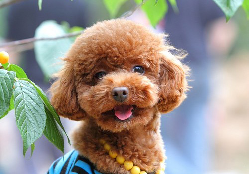 狗狗吃了驱虫药拉稀了怎么回事,狗狗吃了驱虫药拉肚子怎么办