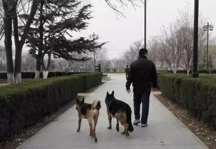 为什么原来喜欢狗现在不喜欢了,为什么那么多人不喜欢狗