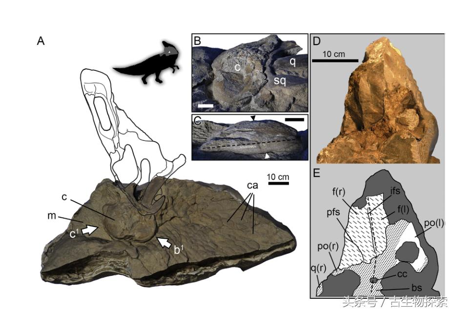 白垩纪的超级鸭嘴龙类，比霸王龙还要大！