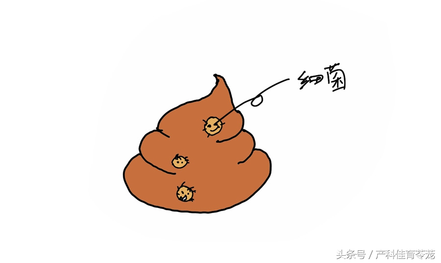 怀孕后可以养宠物吗,为什么怀孕不能养宠物