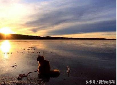 鍙互鎷夐洩姗囩殑鐚挭,浼氭媺闆﹪鐨勭尗