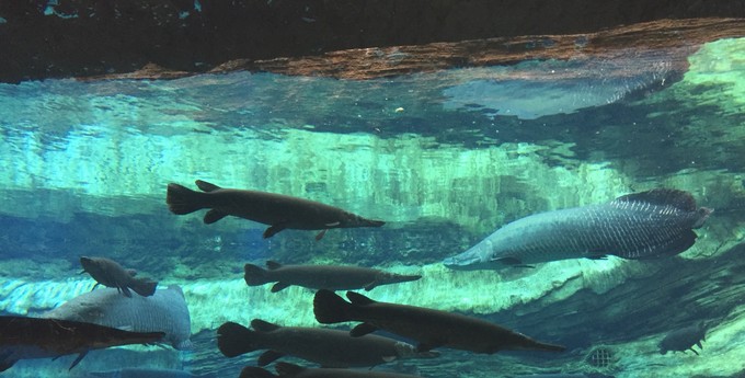 珠海长隆海洋王国游记作文,珠海长隆海洋王国一日游攻略