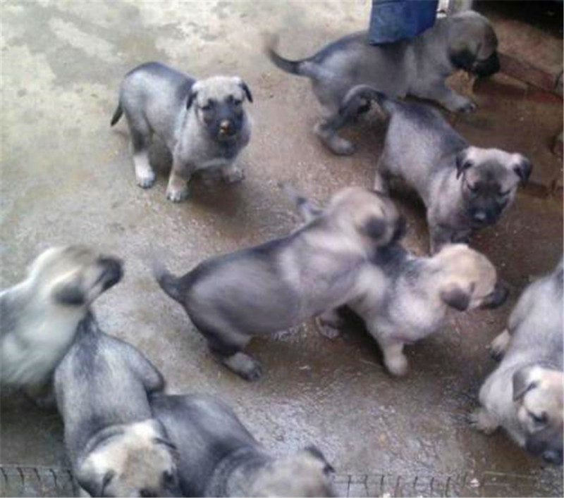 狼青犬从小怎么训练,看家护院狗训练