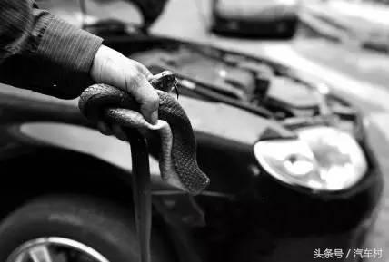 爱车被动物入侵怎么办,爱车被狗咬坏怎么办