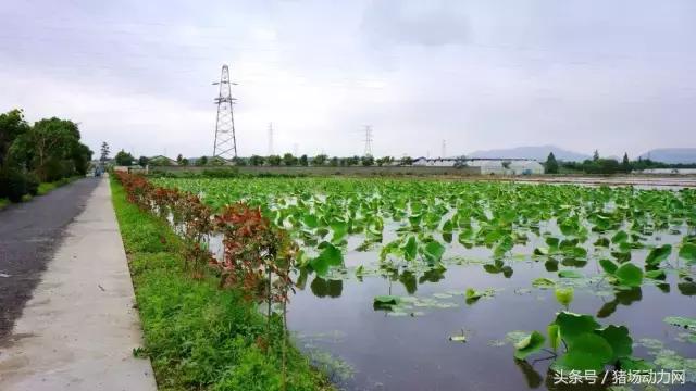 猪场发展与环保,猪场环保问题