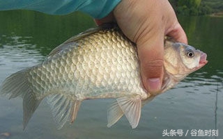 钓鱼小药也应灵活掌握,教你一个实用的钓鱼小药