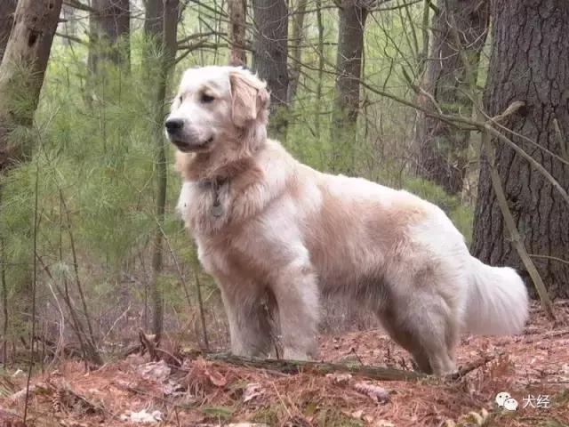 金毛寻回犬基本特征,金毛寻回犬的日常