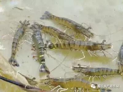 王维说虾-时间系列⑦｜8月改底看这里，掌握五类改底方法，你就是专家！