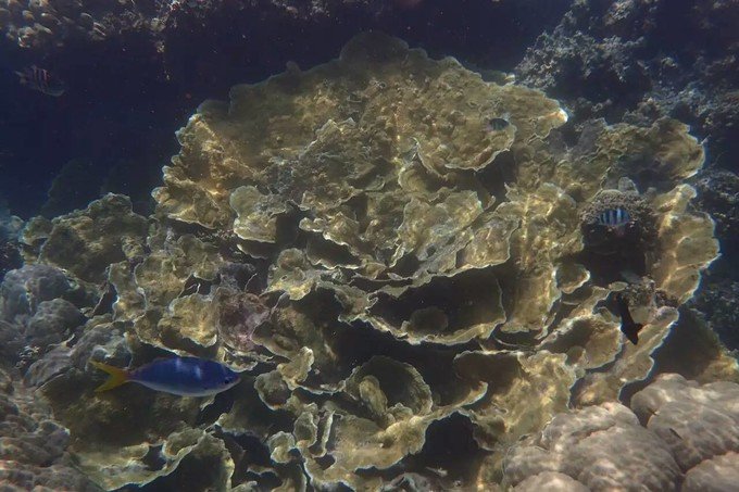 看鲨鱼，玩泥巴，看男人穿婚纱，带你看不一样的帕劳