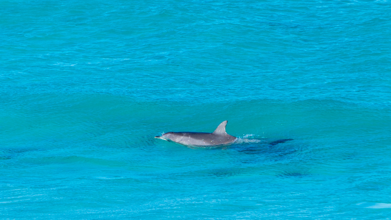 澳洲生蚝哪里最好,全球顶级生蚝多少钱一个