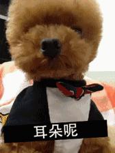 立耳泰迪和飞耳泰迪哪个好,飞耳泰迪和裁耳泰迪怎么区别